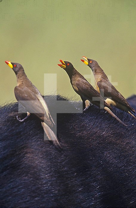 Red-billed Oxpeckers ,Buphagus erythrorhynchus, on the back of an African mammal, Kenya, Africa.