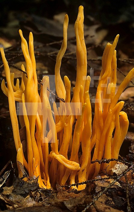 The Basidiomycetes Mushroom Calocera viscosa is known variously as Clammy Calocera Mushroom, Yellow Staghorn Mushroom, and Jelly Antler Mushroom, Ohio, USA.