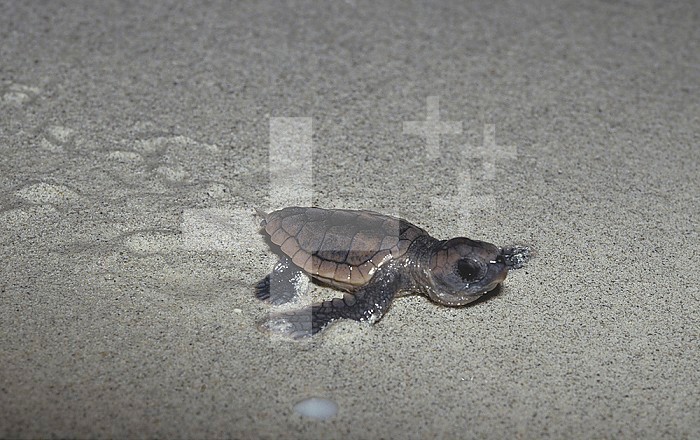 Recently hatched Loggerhead Sea Turtle (Caretta caretta) crawling to the sea from its nesting site.