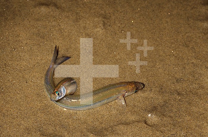 Grunion ,Leuresthes tenuis, spawning at night on a Monterey, California beach, USA, Pacific Ocean.