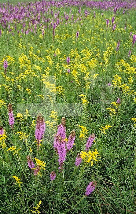 Tall Grass Prairie, with Prairie Blazing Star ,Liatris pycnostachya, and Goldenrod ,Solidago, Iroquois County State Wildlife Area, Illinois, USA.