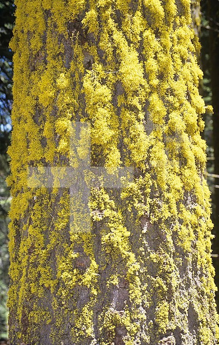 Wolf Lichens (Letharia vulpina) on White Fir tree trunk (Abies concolor), Sierra Nevada Mountains, California, USA.