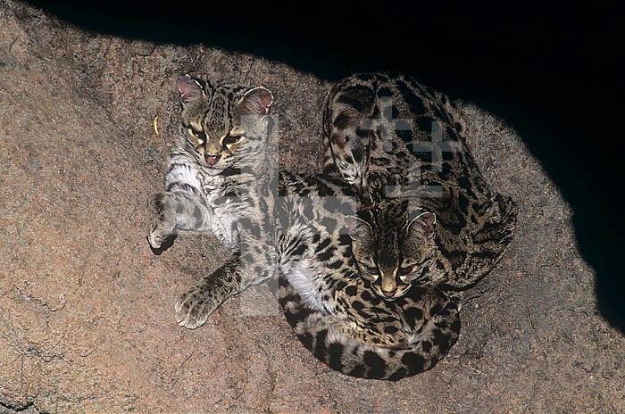 Margay Cats ,Felis wiedi,, Central and South America.