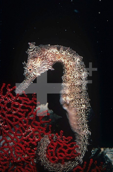 Pacific Seahorse ,Hippocampus ingens, Southern California, USA.