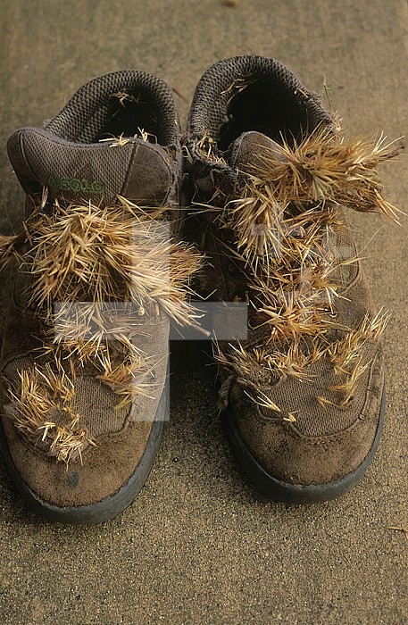 Foxtail Grass seeds on boots, a method of seed dispersal, North America.