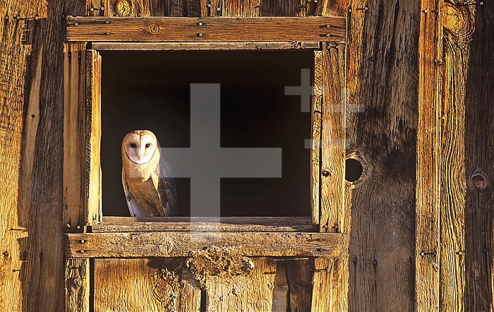 Barn Owl (Tyto alba) in barn window, a threatened species, North America.