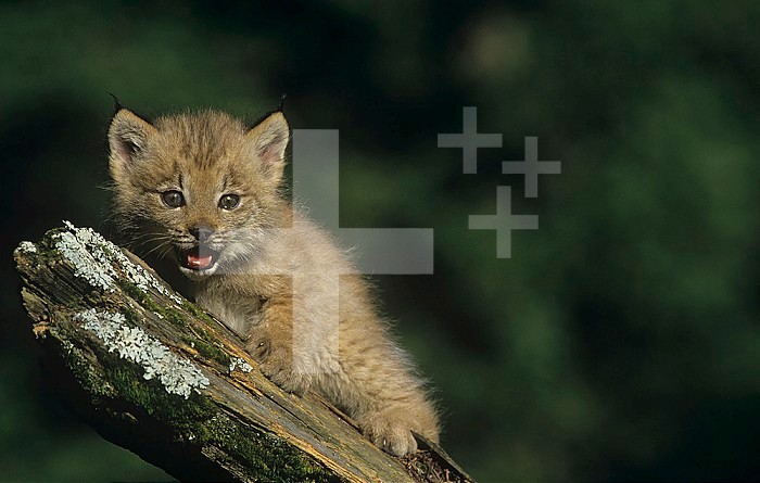 Canada Lynx kitten ,Lynx canadensis,, North America.