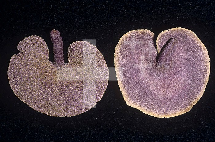 Sea Pansy (Renilla reniformis) showing dorsal and ventral surfaces, a bioluminescent Cnidarian, Florida, USA, Atlantic Ocean.