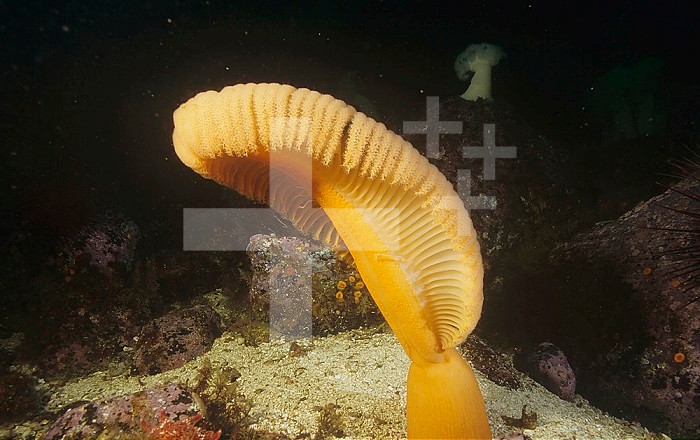 Fleshy Sea Pen ,Ptilosarcus gurneyi, Pennatulacea, Cnidaria, British Columbia, Canada, Pacific Ocean.