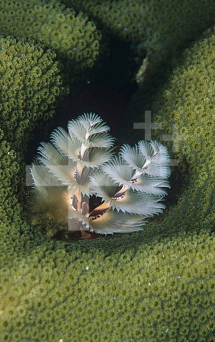 Christmas Tree Tube Worm or Plume Worm ,Spirobranchus grandis, on Coral, Bonaire, Netherland Antilles, Caribbean Sea.