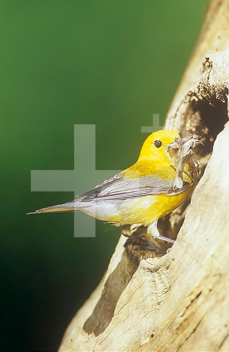 Prothonotary Warbler (Protonotaria citrea) with insects in its bill at its nest hole. Eastern USA.