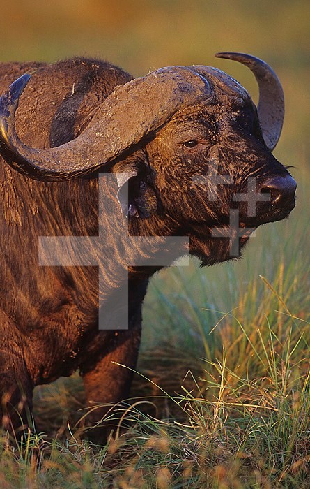 African Buffalo head ,Syncerus caffer,, Masai Mara Game Reserve, Kenya, Africa.