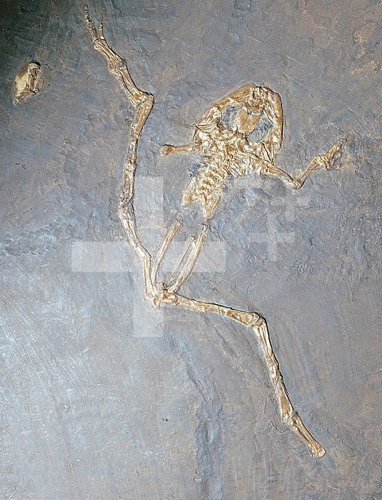 Fossil Spadefoot Toad (Eopelobates wagneri), Eocene, 55-37 m.y.s., Darmstadt, Germany.