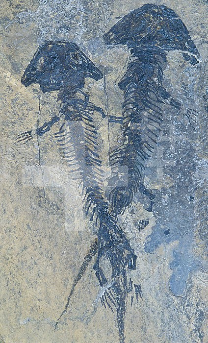 Fossil imprints of early Amphibians (Discosauriscus pulcherrimus), Permian Period, 260 m.y.a., Letrovice, Czech Republic.