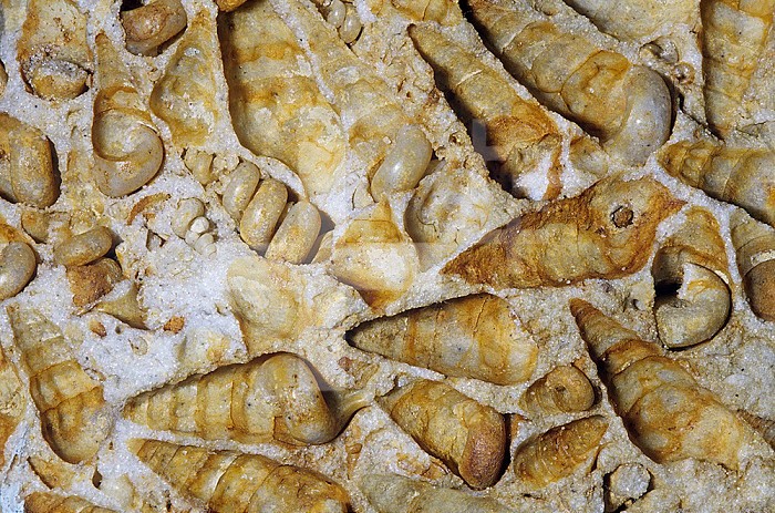 Fossil Snail molds (Turritella), Eocene to the Lower Cretaceous Period, Europe.