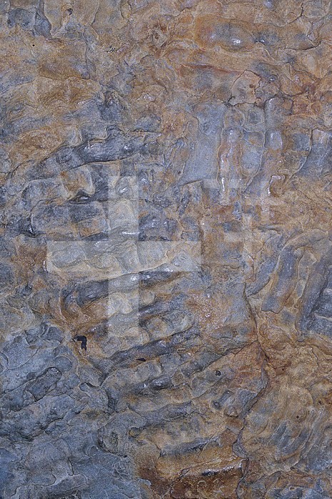 Fossil Sponge (Hynoderas tuberculata), Pennsylvanian Period, 325-286 m.y.a., Ohio.