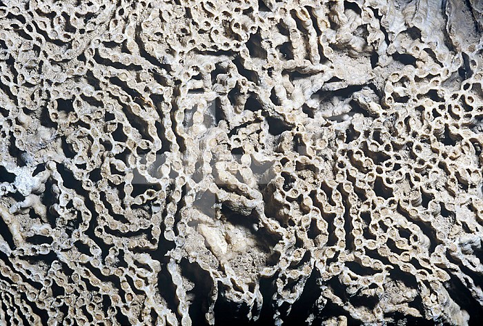 Coral fossils (Stauria farosa), Silurian Period, Sweden.