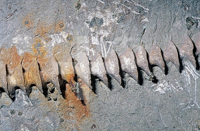 Fossil Bryozoans (Archimedes wortheni), Carboniferous Period, Illinois.