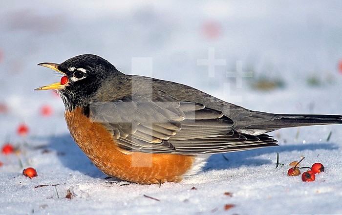 American Robin ,Turdus migratorius, eating berries fallen onto the snowy ground. Also note that its feathers are fluffed ,piloerection, against the cold. North America.