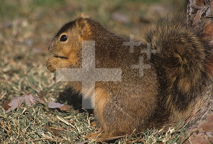 Douglas Squirrel (Tamiasciurus douglasii) on the ground eating, Western North America.