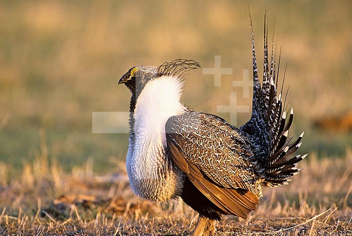 Male Greater Sage Grouse (Centrocercus urophasianus) mating display on lek, Wyoming, USA.