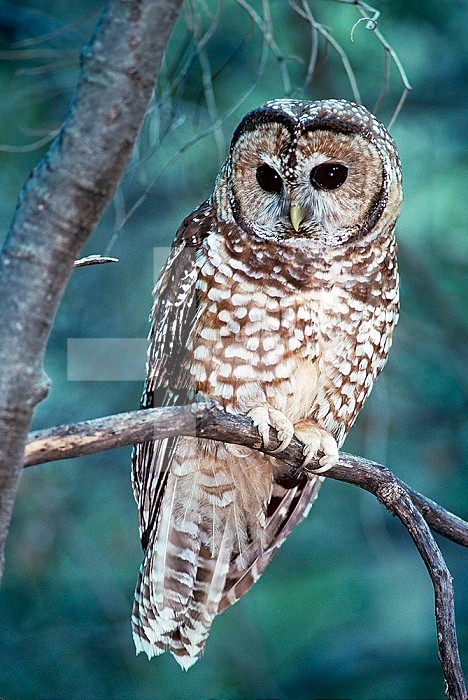 Spotted Owl ,Strix occidentalis,, an endangered or threatened species, Western North America.