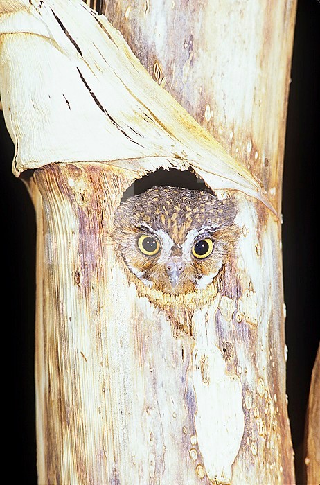 Elf Owl (Micrathene whitneyi), the smallest North American owl peering from a hole in a Century Plant (Agave), Texas, USA.