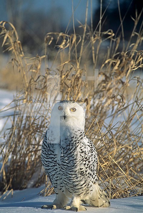 Snowy Owl protectively colored on snowy ground ,Nyctea scandiaca, North America.