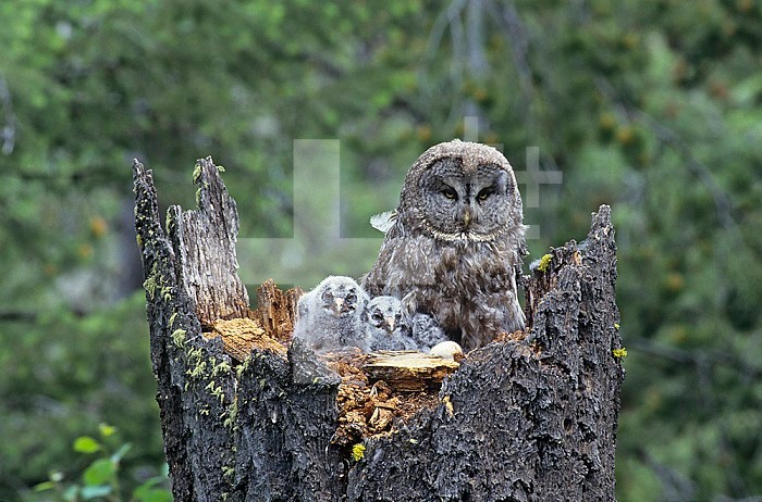 Great Gray Owl with young owlets in a tree stump nest ,Strix nebulosa,, Idaho, USA.