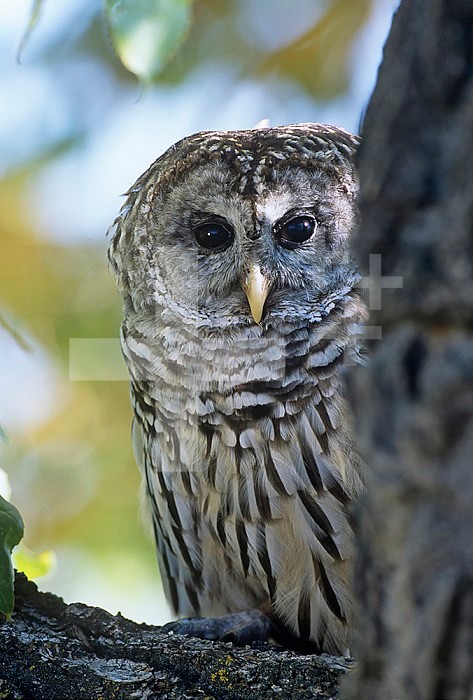 Barred Owl (Strix varia), Colorado, USA.