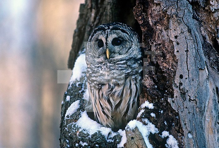 Barred Owl (Strix varia) in a hollow of a Maple tree (Acer). North America.