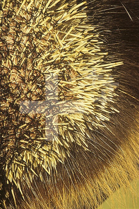 Close-up of Porcupine quills and hairs ,Erethizon dorsatum,, North America.