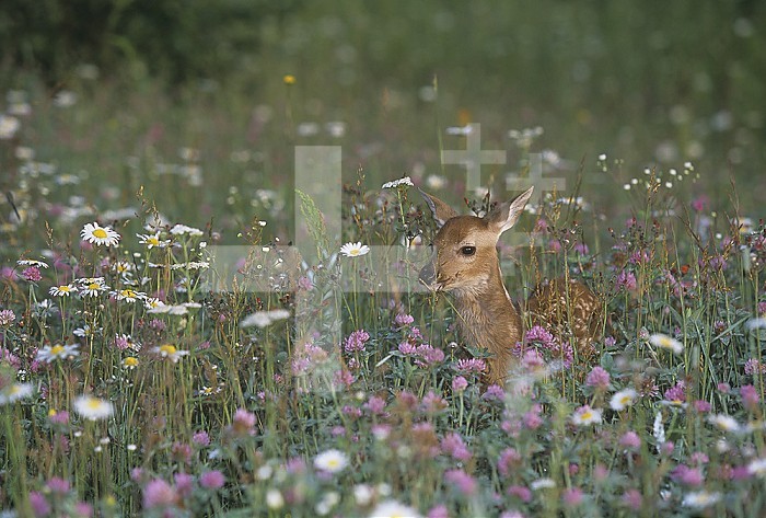 White-tailed Deer fawn camouflaged in a meadow of wildflowers ,Odocoileus virginianus,, North America.