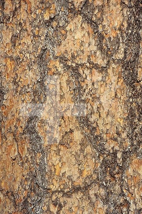 Bark of the Ponderosa Pine (Pinus ponderosa), Western USA.