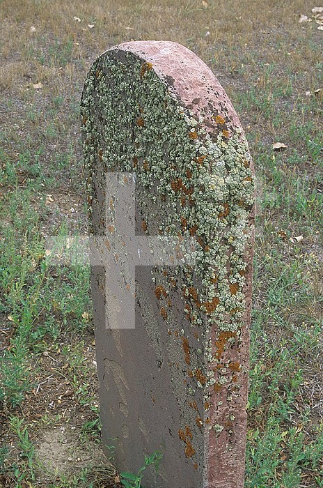 Crustose Lichens growing on the north and east sides of a gravestone due to microclimatic differences, USA.