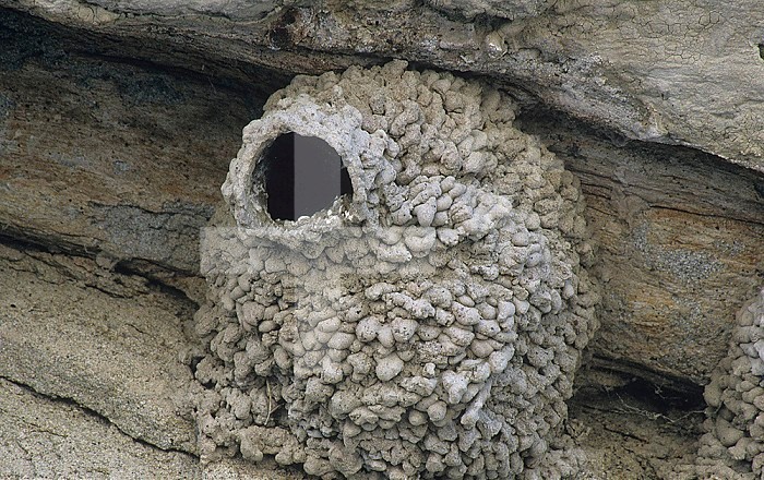 Nest of the Cliff Swallow (Petrochelidon pyrrhonota) made from pellets of mud, North America.