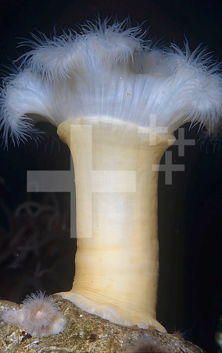 White-Plumed Anemone (Metridium giganteum), Phylum Cnidaria, Class Anthozoa, Pacific Coast of North America.