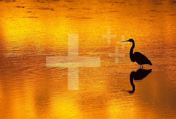 Silhouette of a Great Blue Heron ,Ardea herodias, wading at sunset, North America.
