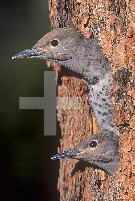 Young Red-shafted Flickers ,Colaptes auratus, peering out of their nest hole in a tree, North America.