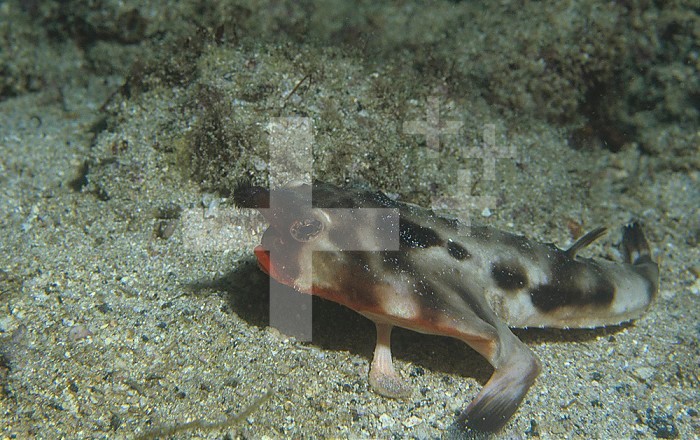 Galapagos or Red-lipped Bat Fish ,Ogcocephalus darwini,, Galapagos Islands, Pacific Ocean.