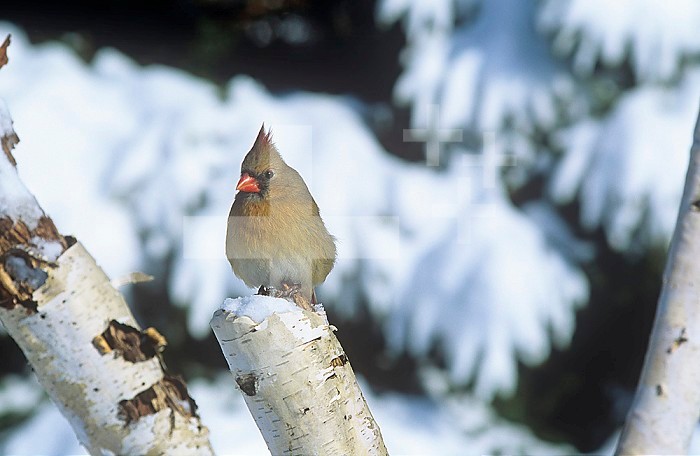 Female Northern Cardinal (Cardinalis cardinalis) in a snowy Birch tree with its feathers fluffed (piloerection) for protection from the winter cold, North America.