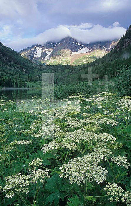 Cow Parsnip ,Heracleum lanatum, in a meadow in a U-shaped glacial valley in Maroon Bells-Snowmass Wilderness Area, Rocky Mountains, White River National Forest, Colorado, USA.