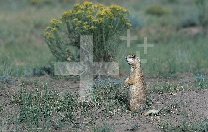 Utah Prairie Dog ,Cynomys parvidens, a threatened species, Southwestern USA.