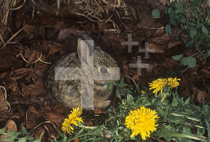 Young Eastern Cottontail Rabbit ,Sylvilagus floridanus, eating a Dandelion leaf ,Taraxacum officinale, Eastern USA.