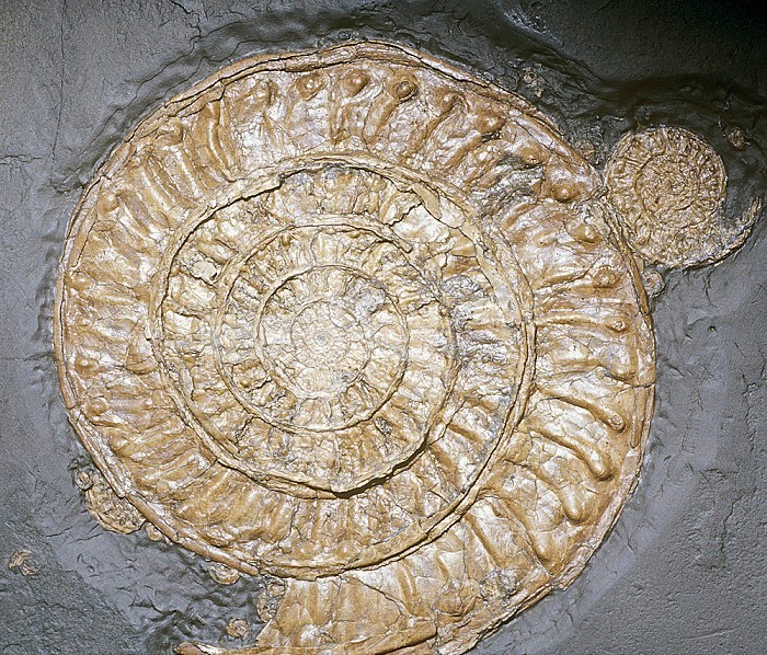 A Jurassic Period Ammonite fossil, 200 m.y.a., England.