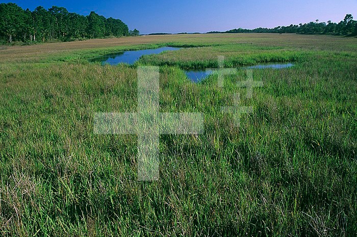 Saltmarsh habitat with dominant Cordgrass (Spartina alterniflora), Northern Florida, USA.