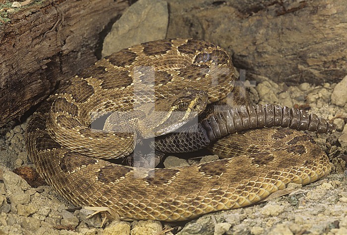 Prairie Rattlesnake ,Crotalus v. viridis, showing a heat-sensitive loreal pit, long rattle, and an eye with a vertical pupil, western USA.