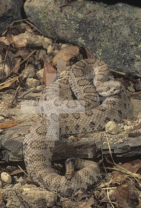 Midget Faded Rattlesnake ,Crotalus viridis concolor,, southwestern USA.