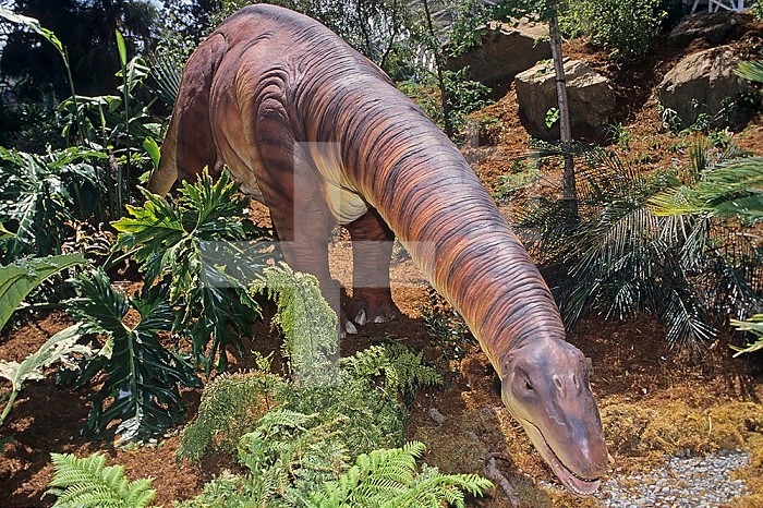 Restoration of an Apatosaurus Dinosaur (formerly Brontosaurus), Late Jurassic, Europe and Western North America, 145 m.y.a.