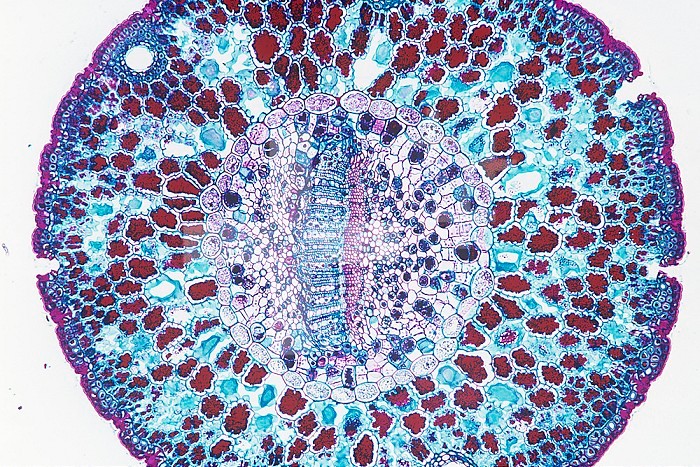 Cross-section of a leaf of the Singleleaf Pinyon Pine (Pinus monophylla). LM X15.